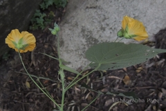 Abutilon neilgherrense